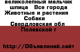 великолепный мальчик шпица - Все города Животные и растения » Собаки   . Свердловская обл.,Полевской г.